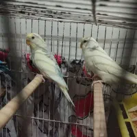 مرغ عشق بالغ وسالم