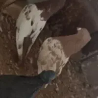 جفت‌سینه‌کاکلی‌هلو