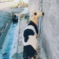 قوچ
