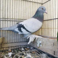 یاهو