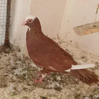 کفتر مینا سرخ