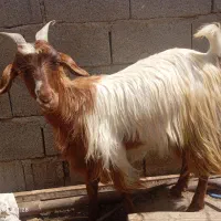 کولار و گیسه جوان روزگاری