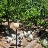 مرغ،خروس پاپری