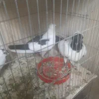 کفتر زینتی جوجه مرغ شاخدار تخم گذار و گلین سفید