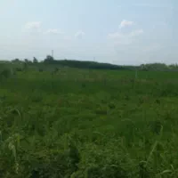 باغبانی..  علف زنی با دستگاه چمن زنی