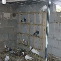 پرنده .کبوتر..