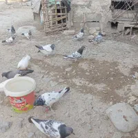 کفتر پاکستانی