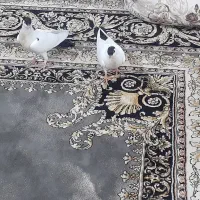 جوجه کبوتر