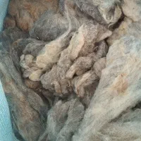 پشم گوسفند