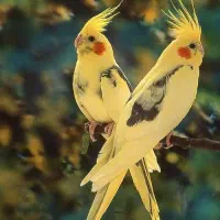 معاوضه دو جفت عروس پاریس لوتینو