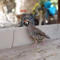 یک عدد خروس