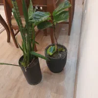 نظافت استسنائی  با تجربه عجیب و  باور نکردنی