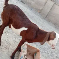 کهره نر