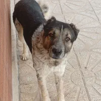 سگ درشت