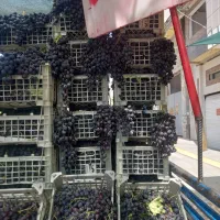 انگور قرمز جهت شیره کلی ۳۹