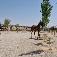 اسب|اسب و تجهیزات اسب‌سواری|ایلام, |دیوار