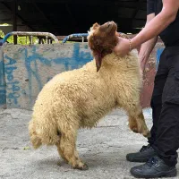 گوسفند sheepلرستانی