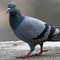 کبوتر چاهی