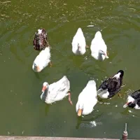 فروش اردک و غاز