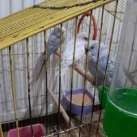 یک جفت مرغ عشق با بچهاش