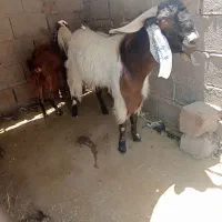 فروش گوسفند
