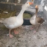 غاز