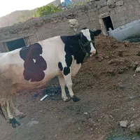 گاو|حیوانات مزرعه|کندوان, |دیوار