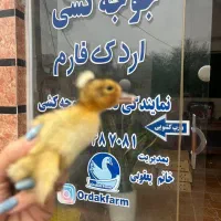 جوجه اردک/جوجه گلپایگان
