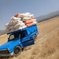 فروش کاه گندم  دیم تحویل درب دامداری