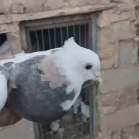 پرنده