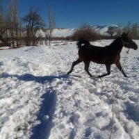 مادیون دو ساله