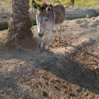 نهر الشیخ