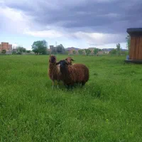 3عددشیشک سالم برای قربانی ونگهداری