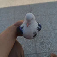 سلام ۶ عدد کفتر بالغ