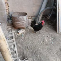 خروس محلی مشکی، سالم،سرحال و اذان گو.خروس محلی دوم