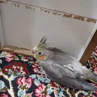 جوجه عروس هلندی