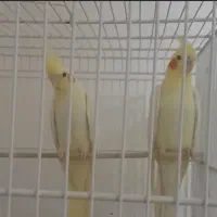 عروس هلندی مولد