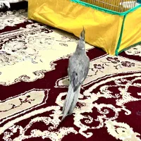 فروش عروس هلندی