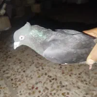 کبوتر زاغ شاه بال سفید