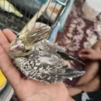 عروس هلندی سینامون