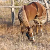 اسب اصیل کرد شناسنامه دار