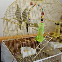 عروس هلندی بالغ جفت  مولد