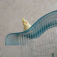 عروس هلندی نر لوتینو معاوضه با کفتر