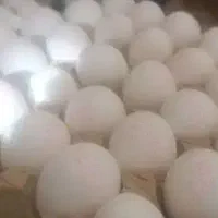 فروش و پخش مستقیم تخم مرغ وزن ۱۰کیلو به بالا