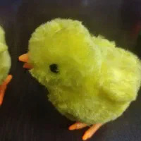 جوجه کوکی