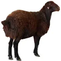گوسفند نر