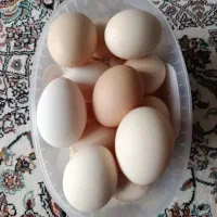 تخم مرغ محلی