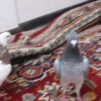 طوقی و پلاکی