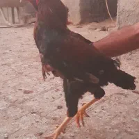 خروس|حیوانات مزرعه|زابل, |دیوار