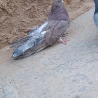 کبوتر